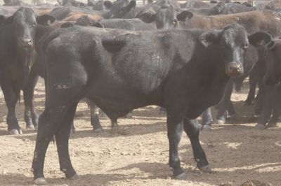 152 VGQ No.4 Black Simmental X Steers