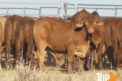 96 Feeder Steers