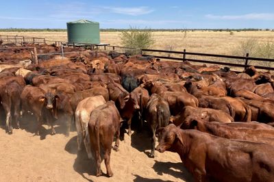 240 Santa Cross Steers