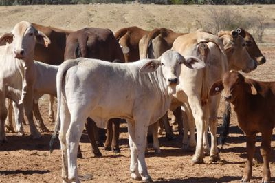 86x21 BrahmanX Cows and Calves