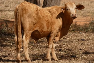 200 Cross Bred HGP FREE No.5 Weaner steers