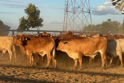 156 GQ Xbred Feeder Steers HGP FREE