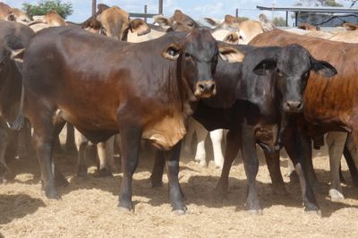 120 Good Quality No.4 BrahmanX Feeder Heifers