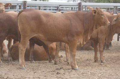 150 GQ No.4 DroughtmasterX Heifers