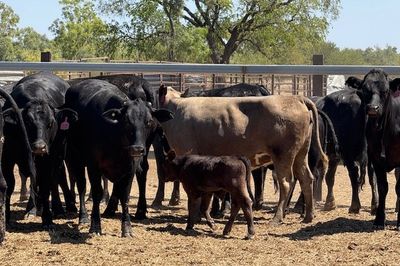 258 VGQ Angus X PTIC/ Cows & Calves Heifers