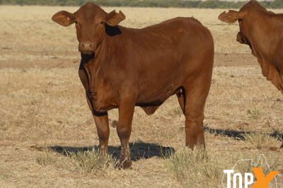144 Droughtmaster Heifers