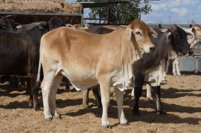120 Good Quality No.4 BrahmanX Feeder Heifers