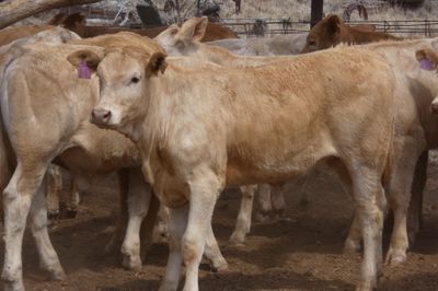 Approx. 64 VGQ CharolaisX mixed sex weaners
