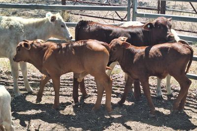 Cows And Calves
