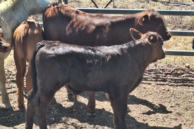 Cows And Calves