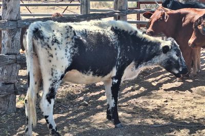 Cows And Calves