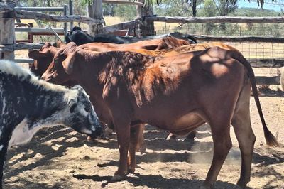 Cows And Calves