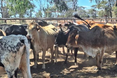 Cows And Calves