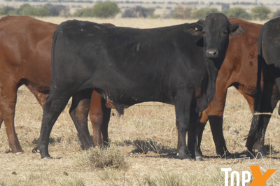 104 Backgrounder Steers