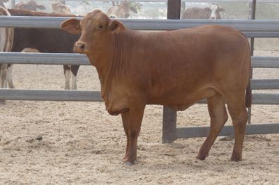 150 GQ No.4 DroughtmasterX Heifers