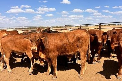 144 VGQ No.5 Cross bred Steers