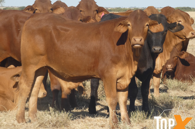 104 Backgrounder Steers