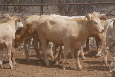Approx. 64 VGQ CharolaisX mixed sex weaners