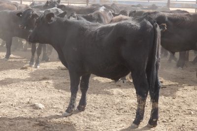 152 VGQ No.4 Black Simmental X Steers