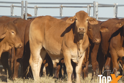 96 Feeder Steers