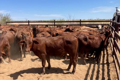 240 Santa Cross Steers