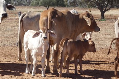 86x21 BrahmanX Cows and Calves