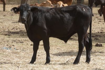 200 Cross Bred HGP FREE No.5 Weaner steers