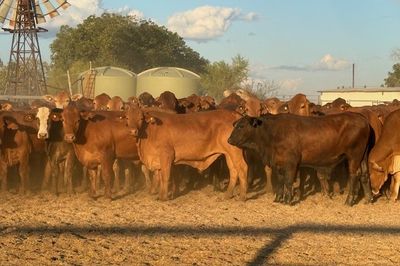 156 GQ Xbred Feeder Steers HGP FREE