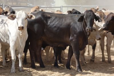 120 Good Quality No.4 BrahmanX Feeder Heifers