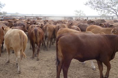 150 GQ No.4 DroughtmasterX Heifers