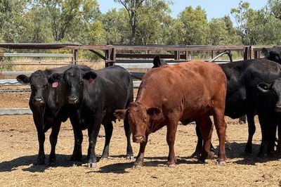 258 VGQ Angus X PTIC/ Cows & Calves Heifers