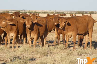 144 Droughtmaster Heifers