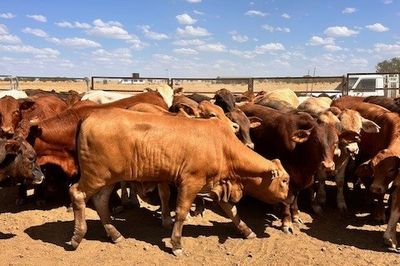 144 VGQ No.5 Cross bred Steers