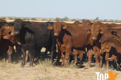 104 Backgrounder Steers