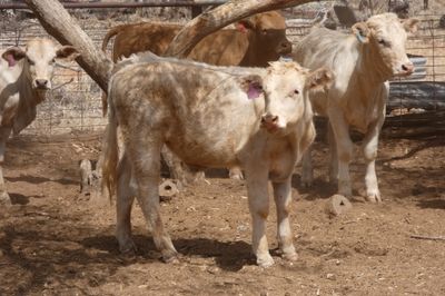 Approx. 64 VGQ CharolaisX mixed sex weaners