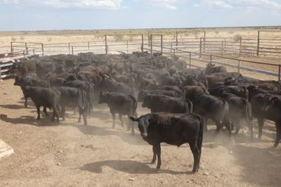 152 VGQ No.4 Black Simmental X Steers