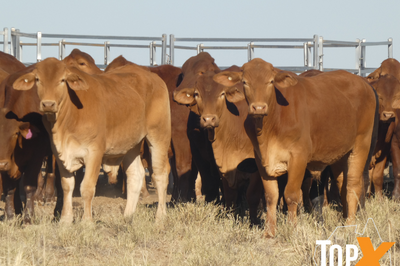 96 Feeder Steers