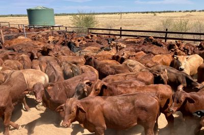 240 Santa Cross Steers
