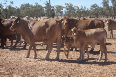 86x21 BrahmanX Cows and Calves