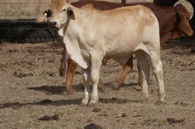 200 Cross Bred HGP FREE No.5 Weaner steers
