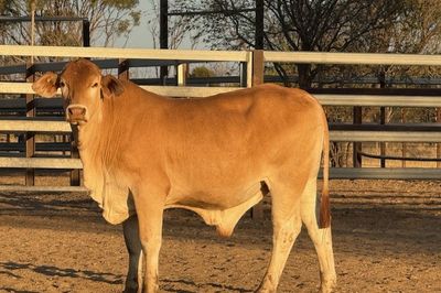 156 GQ Xbred Feeder Steers HGP FREE