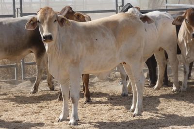 120 Good Quality No.4 BrahmanX Feeder Heifers