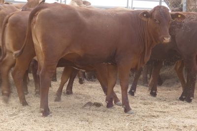 150 GQ No.4 DroughtmasterX Heifers