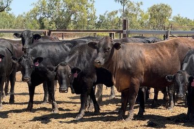 258 VGQ Angus X PTIC/ Cows & Calves Heifers