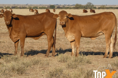 144 Droughtmaster Heifers