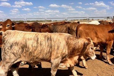 144 VGQ No.5 Cross bred Steers