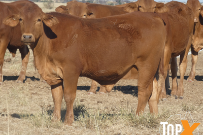 104 Backgrounder Steers