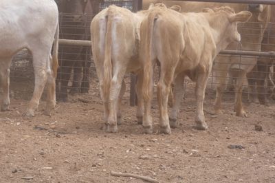 Approx. 64 VGQ CharolaisX mixed sex weaners