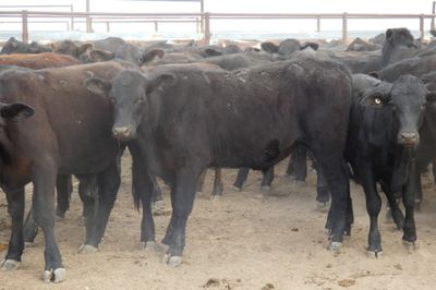 152 VGQ No.4 Black Simmental X Steers