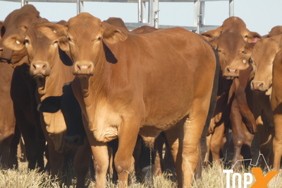 96 Feeder Steers